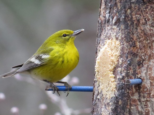 pinewarbler113