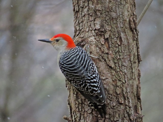 redbelliedwoodpecker128