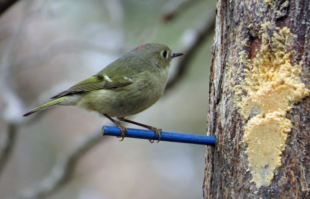 rubycrownedkinglet113