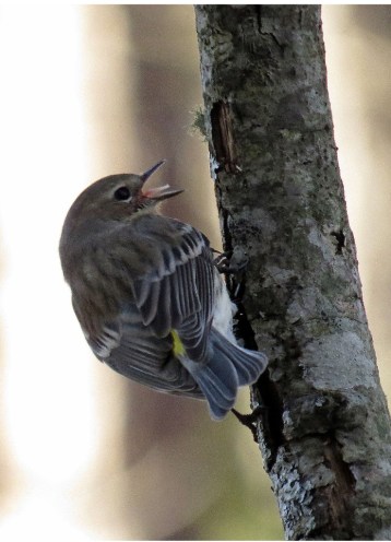 yellowrumpedwarbler121