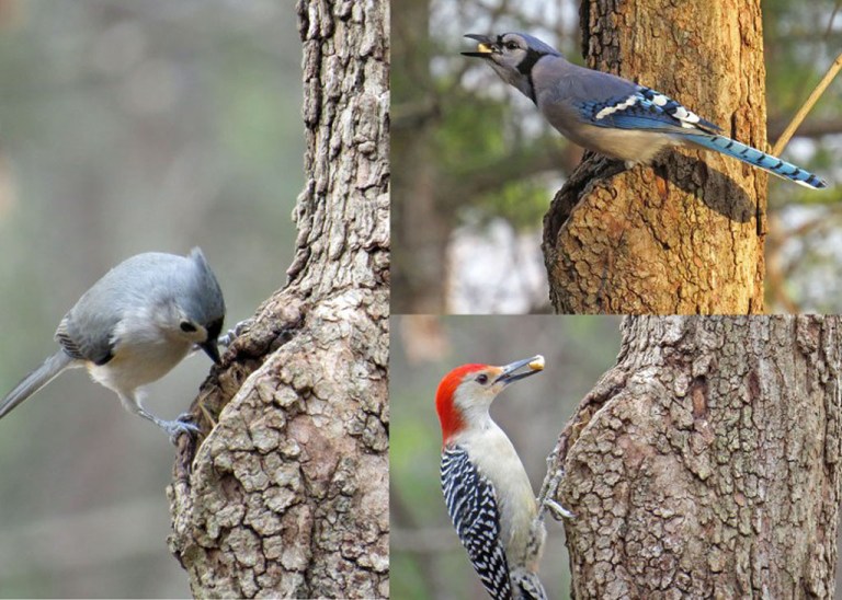 And here are a few birds that stopped by to investigate.