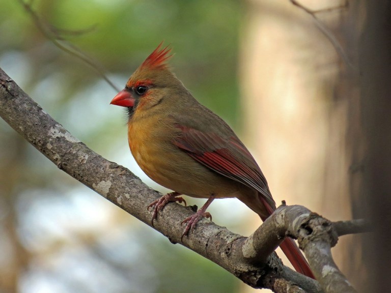 femalecardinal203