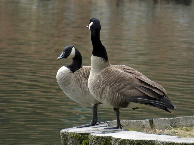 geese220b