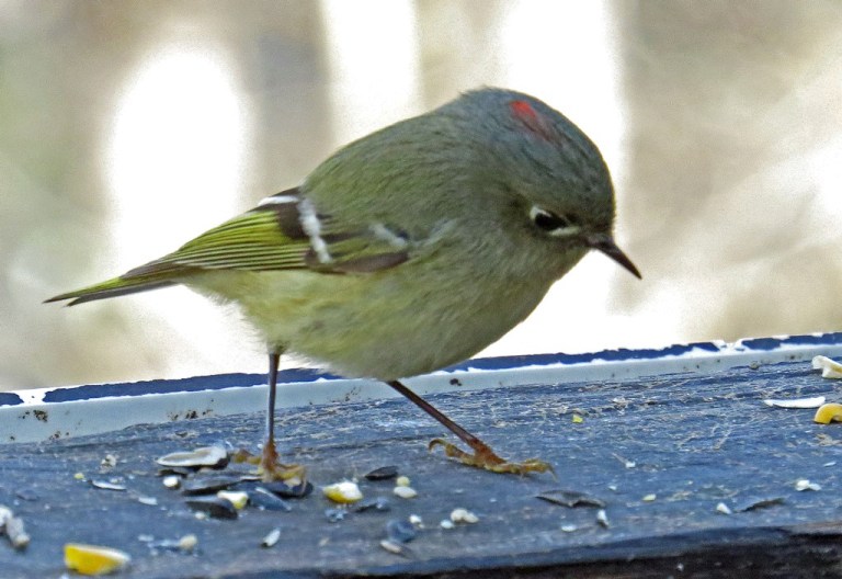 rubycrownedkinglet204