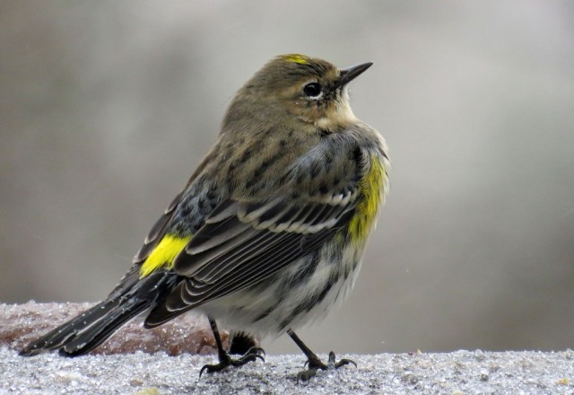 yellowrumpedwarbler212