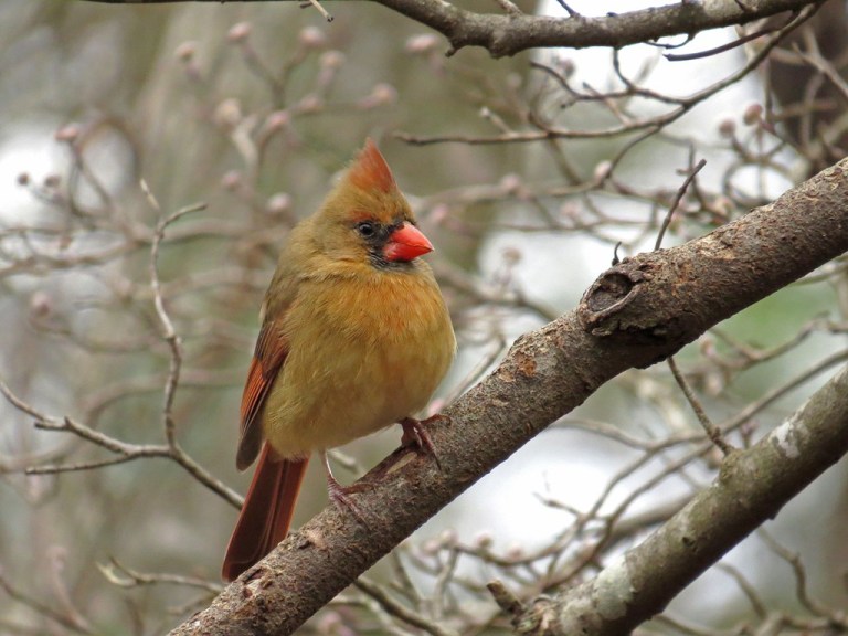 femalecardinal308