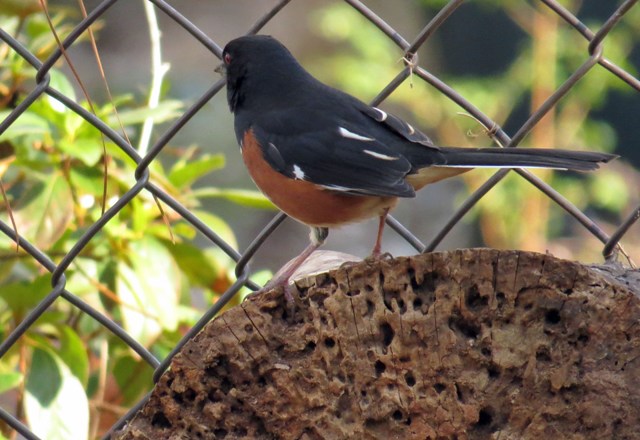 towhee303c