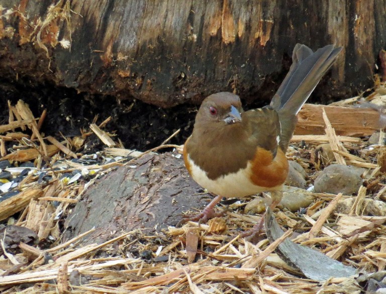 towhee303e