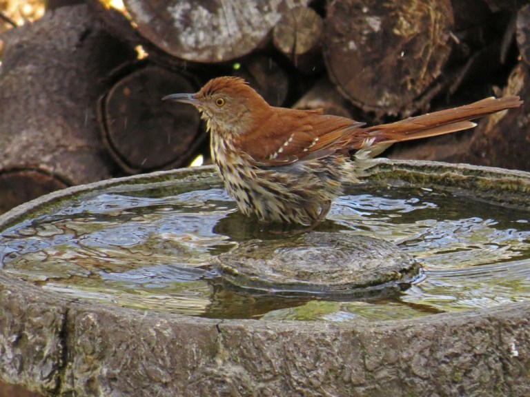 brownthrasher407c