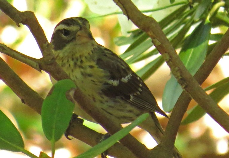 femalegrosbeak428d
