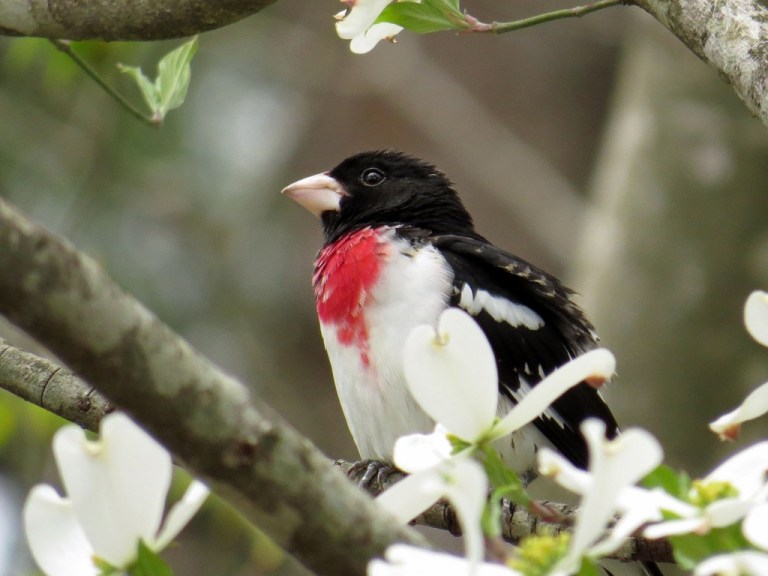 grosbeak423c