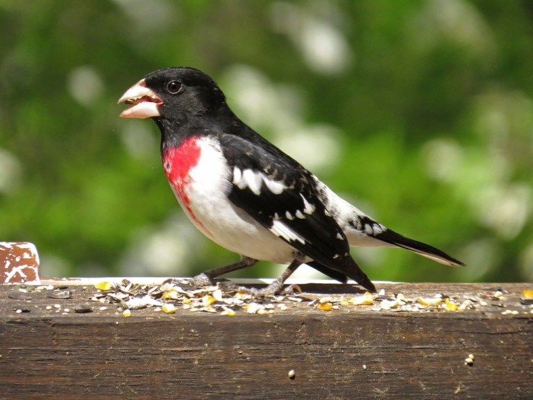 grosbeak423d