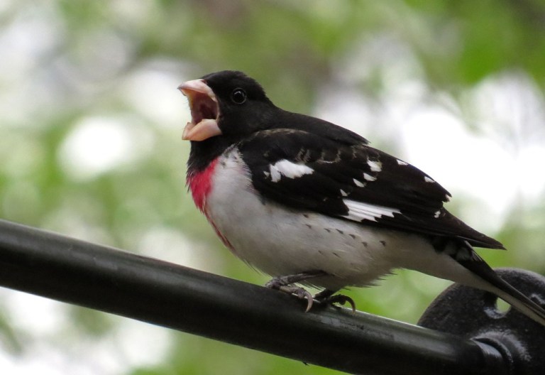 grosbeak423e
