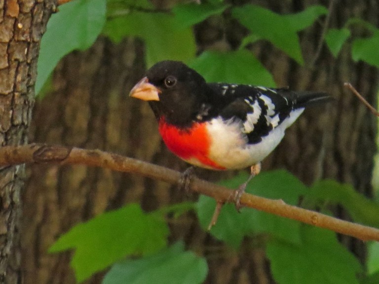 malegrosbeak428b