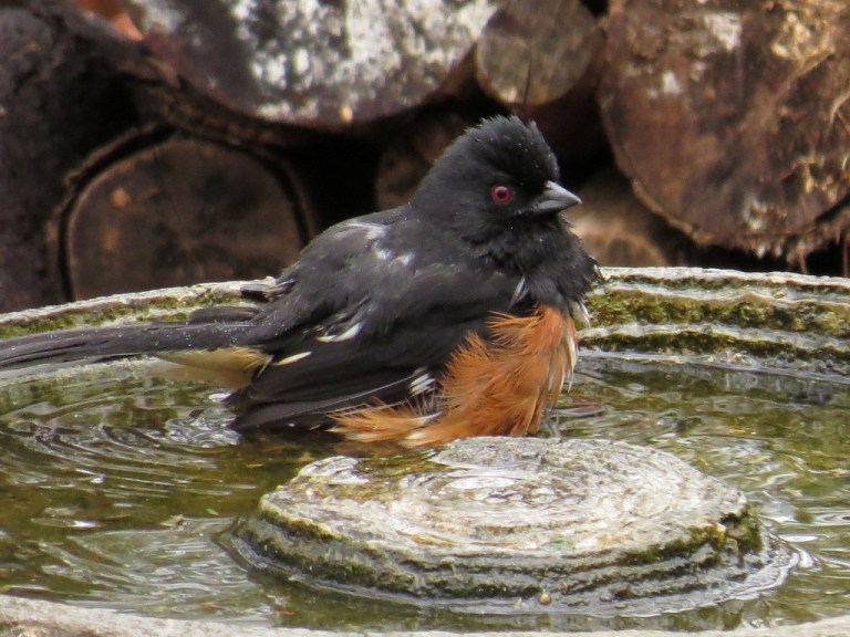 towhee407c