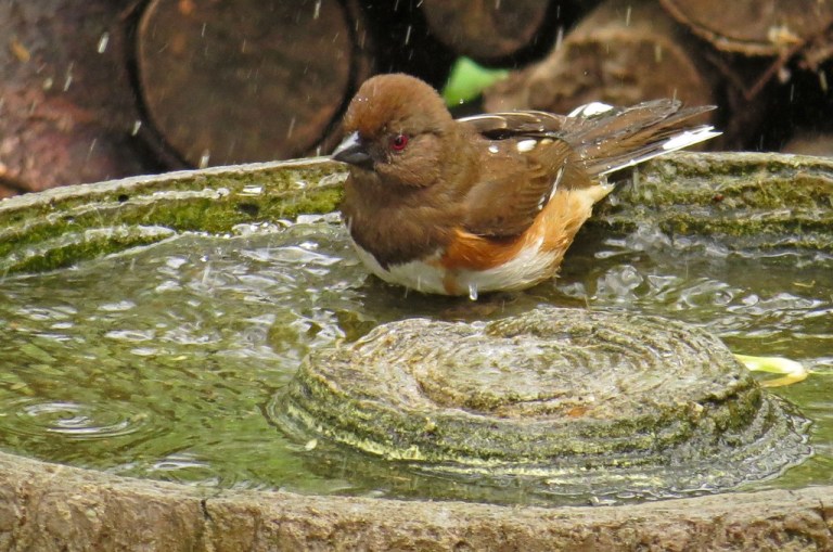 towhee421b