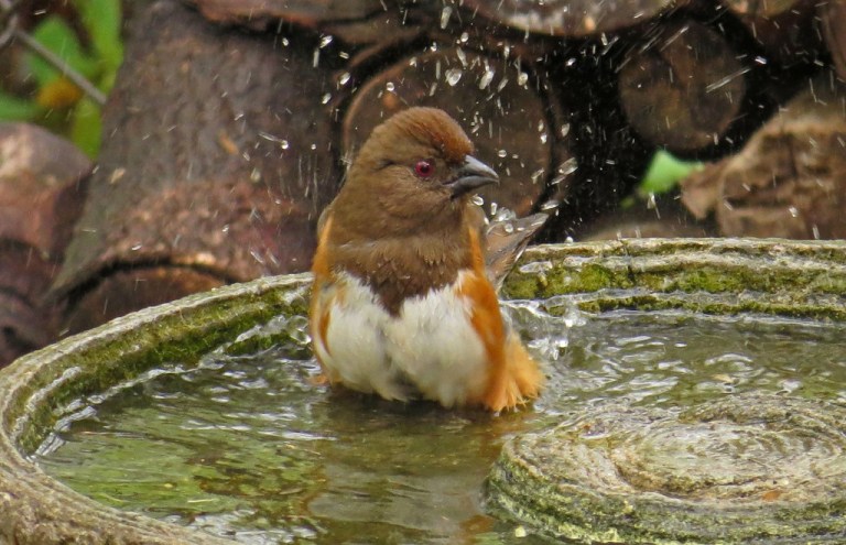 towhee421c