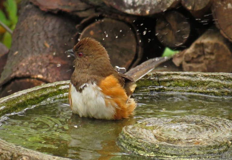 towhee421e