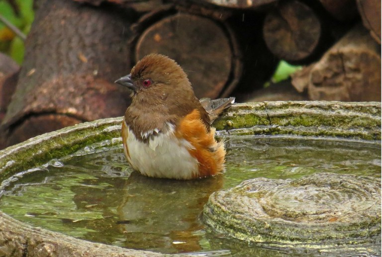 towhee421f