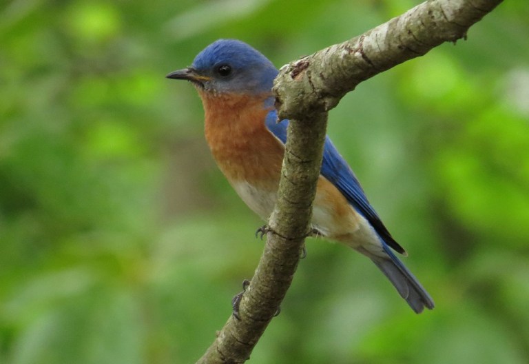 bluebirds509g
