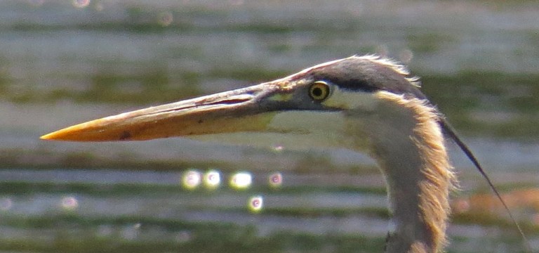 BlueHeron5051