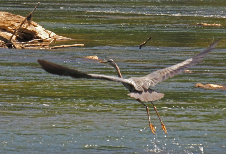 blueheron50510