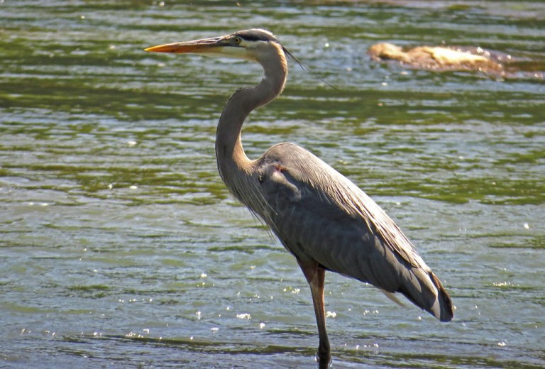 BlueHeron5053