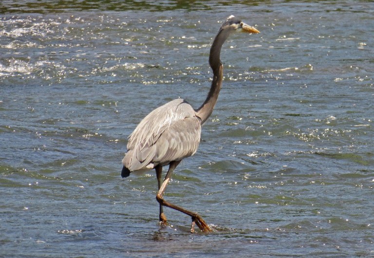 blueheron5054