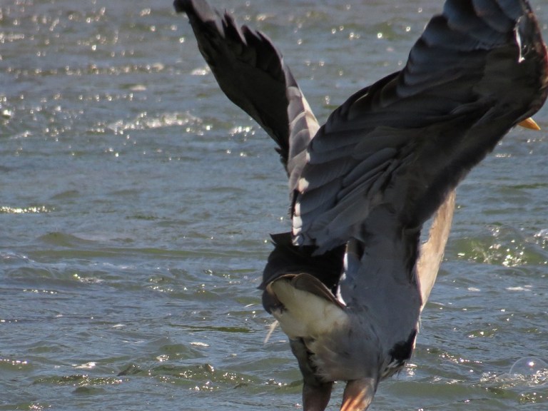 blueheron5055