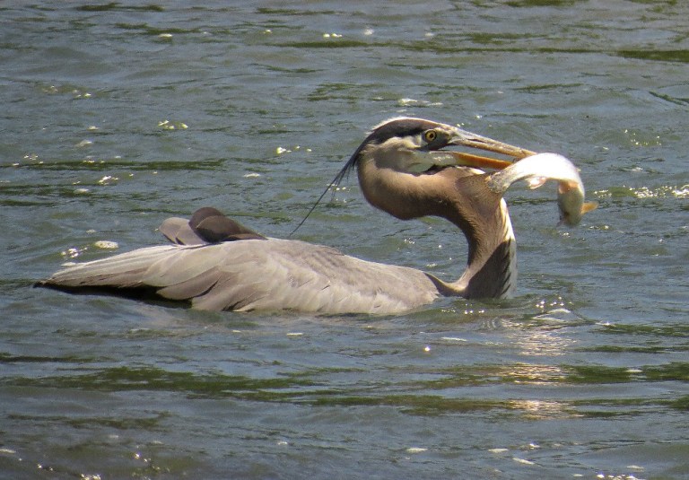 blueheron5056