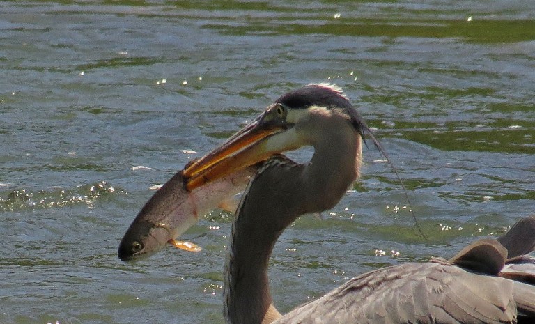 blueheron5057