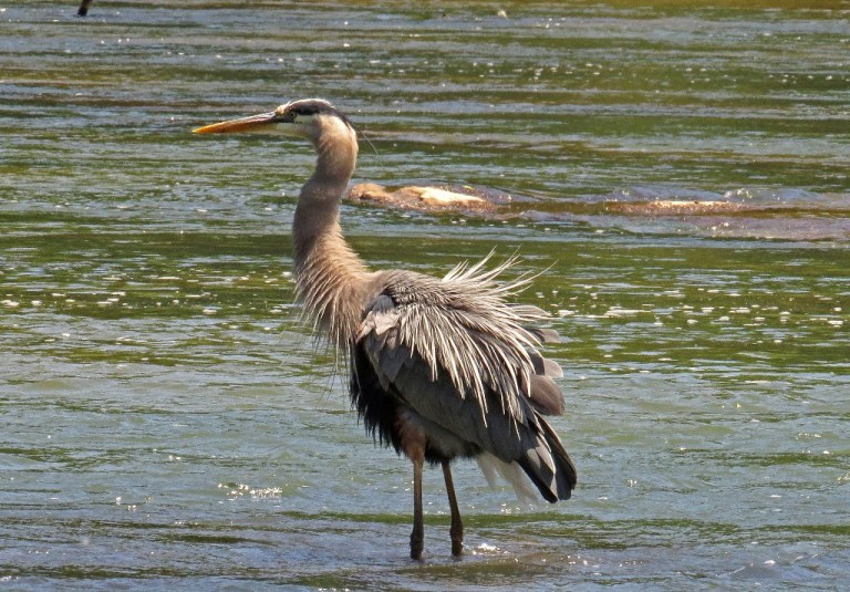 blueheron5058