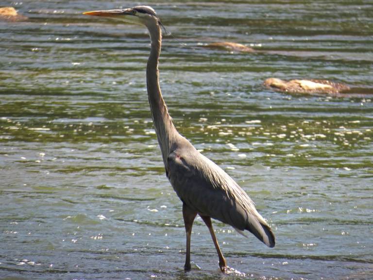 blueheron505a