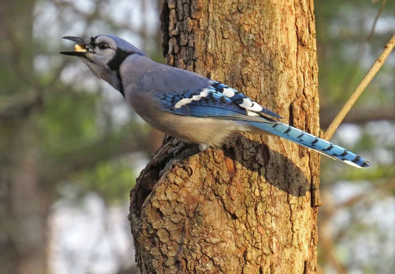 Blue Jay discovering peanuts in the Dogwood