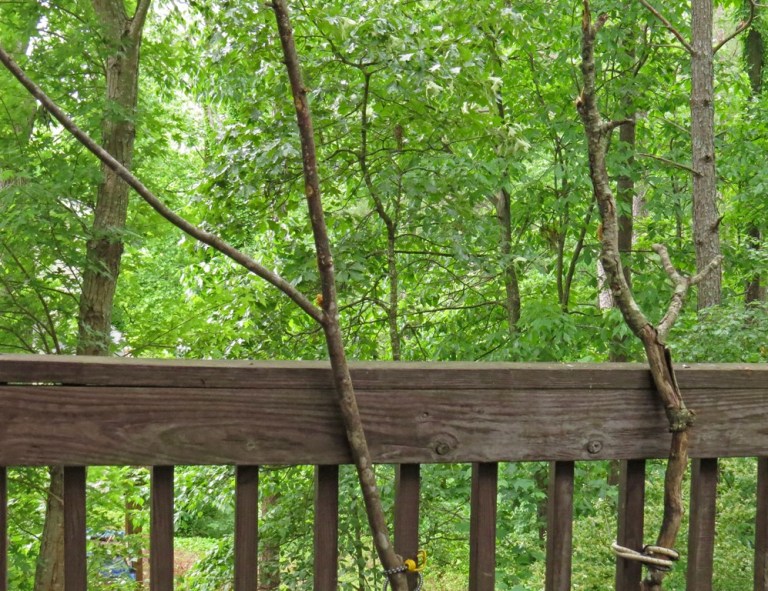 Branches strapped to my deck with bungee cords - the part you don't see in pictures!