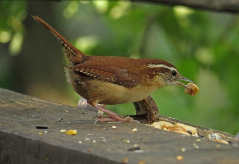 carolinawren