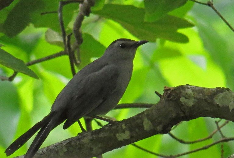 catbird