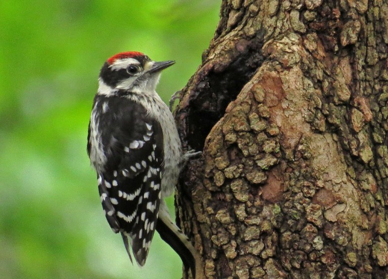 Remember young Corte`s? Here he is discovering the peanut stash.