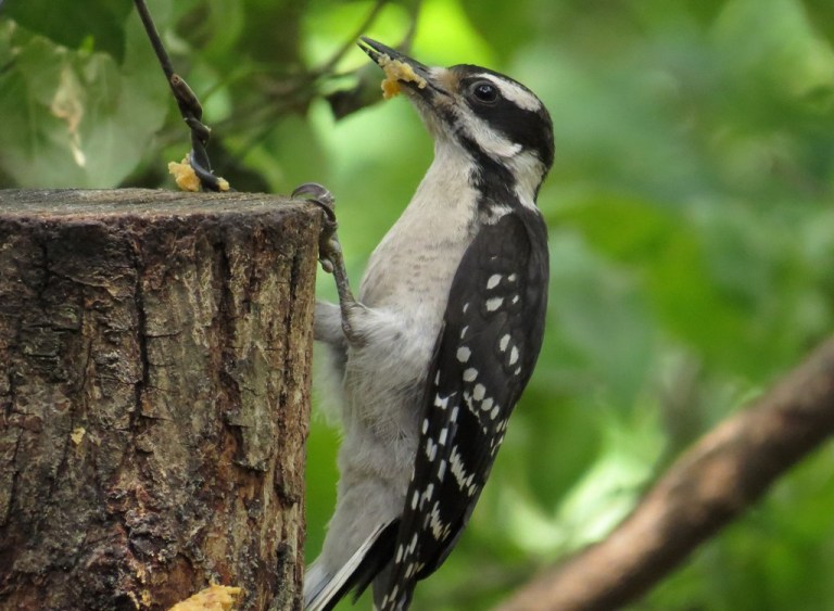 Adult female Hairy Woodpecker, getting food for her youngster.