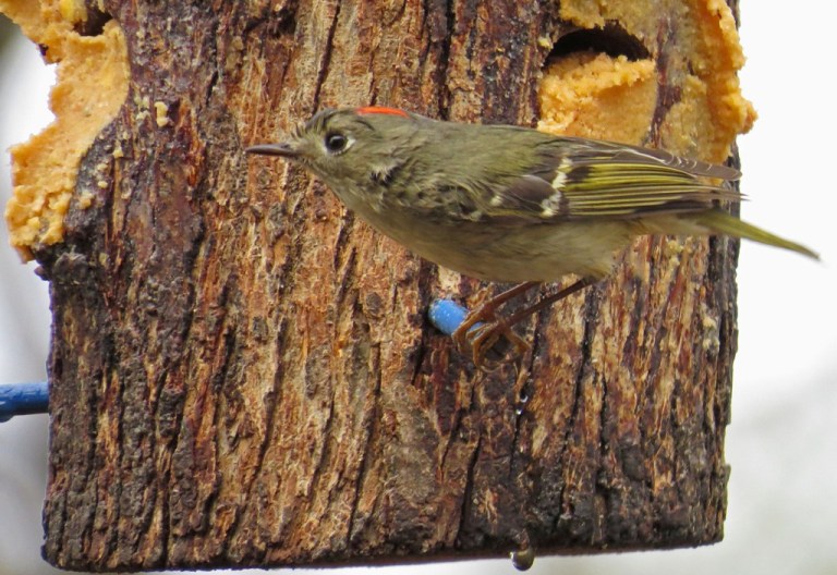 kinglet