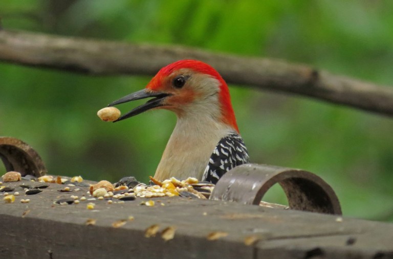 red-breastedwoodpecker