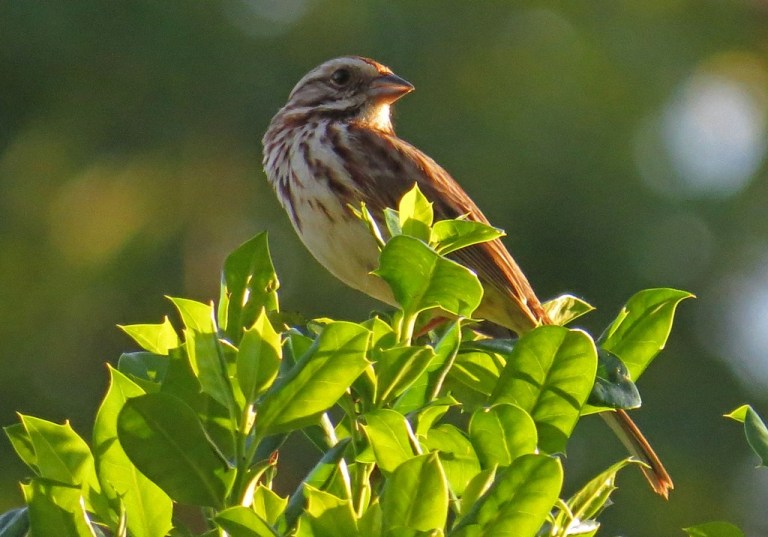 songsparrow