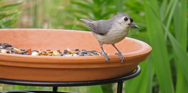 Tufted Titmouse