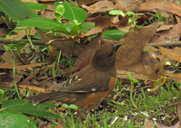 towhee