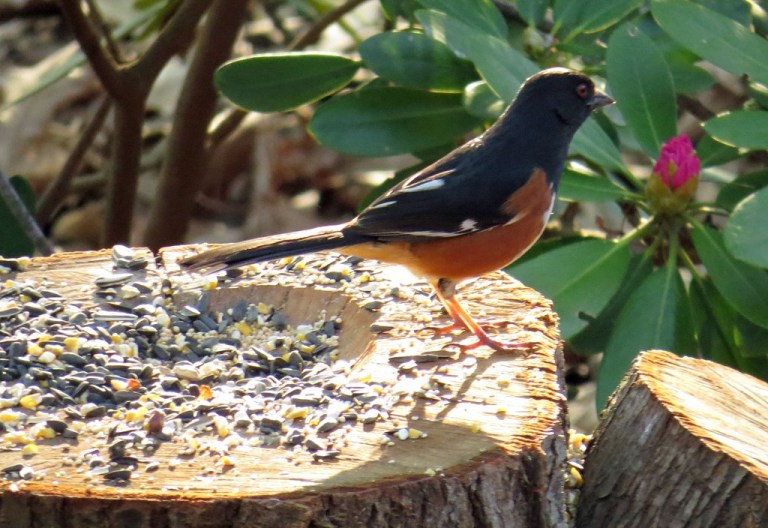 Eastern Towhee enjoying breakfast at the stump