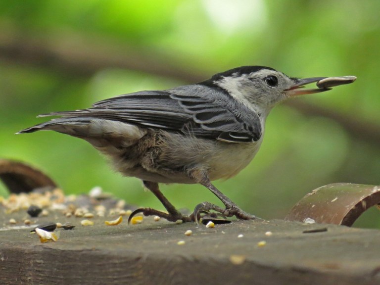 white-breastednuthatch