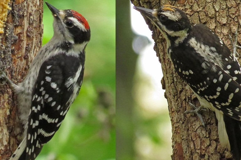 Juvenile male Downy and juvenile male Hairy Woodpeckers