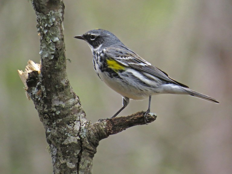 Yellow-rumped Warbler on one of the perches - the part you do see in pictures!