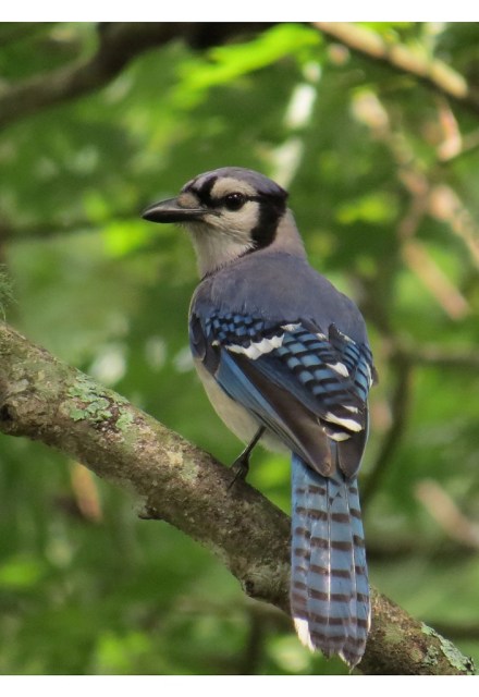 bluejay