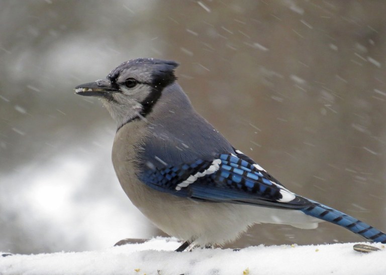 bluejay